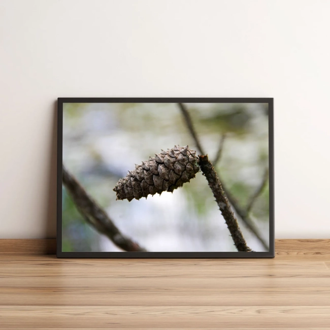 Quadro Pinha Em Galho De Árvore 37