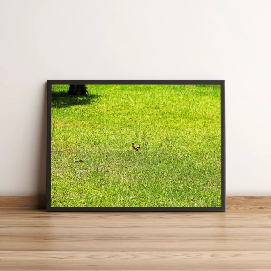 Quadro Decorativo com Pequeno Pássaro em Campo Verde 1985