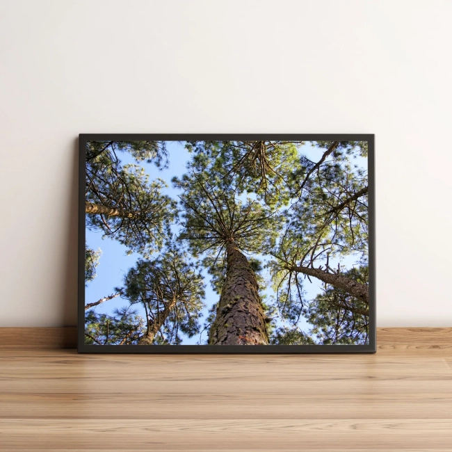 Quadro Floresta Com Árvores Verdes 39