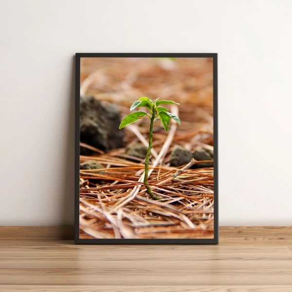 Quadro Pequena Planta Verde 19