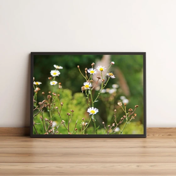 Quadro Decorativo com Margaridas Brancas no Campo Verde 1991