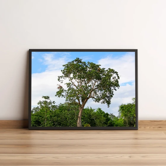 Quadro Decorativo com Árvore Verde em Paisagem Natural 1952