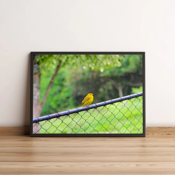 Quadro Pássaro Amarelo Em Cerca 107