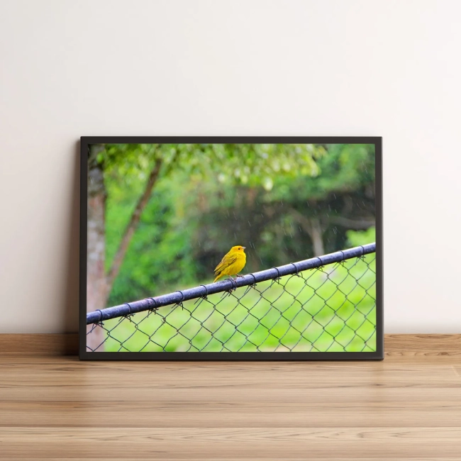 Quadro Pássaro Amarelo Em Cerca 107