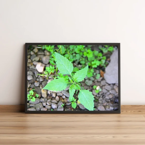 Quadro Planta Com Folhas Verdes 430