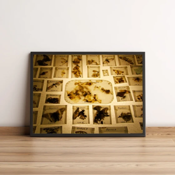 Quadro com fotografia de insetos catalogados vintage 842