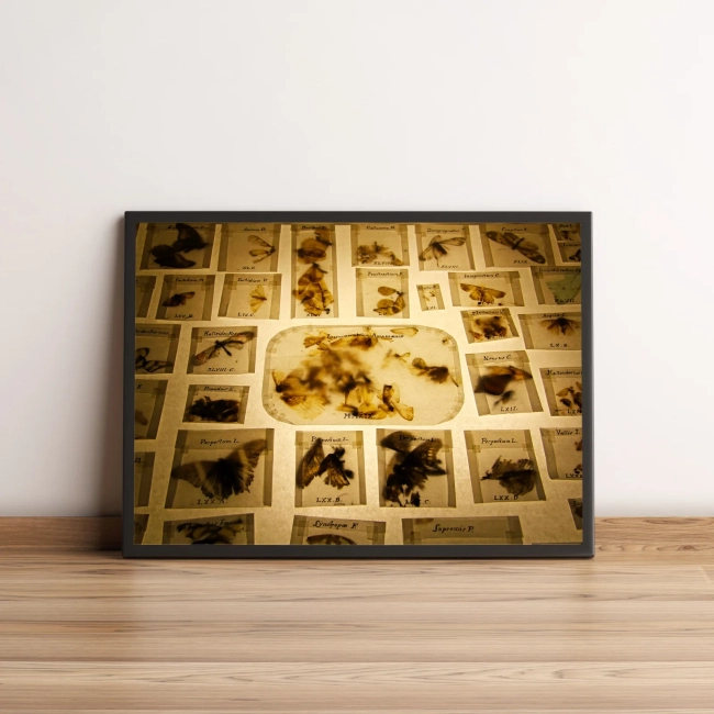 Quadro com fotografia de insetos catalogados vintage 842