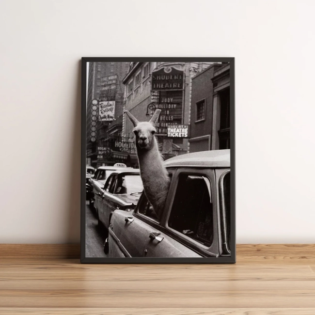 Quadro Lhama No Táxi Em Nova York 158