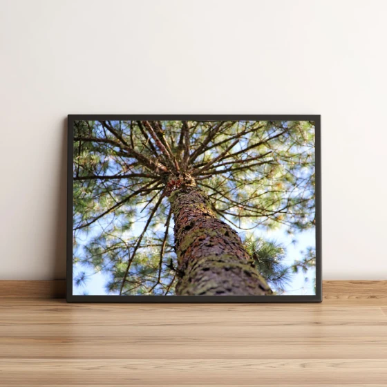 Quadro Tronco De Árvore 46