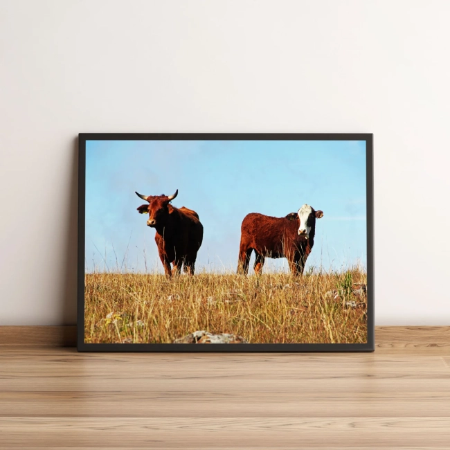 Quadro Vacas Em Pasto De Fazenda 35
