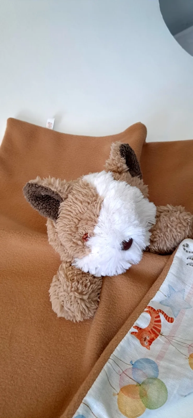 Naninha Gatinho Persa