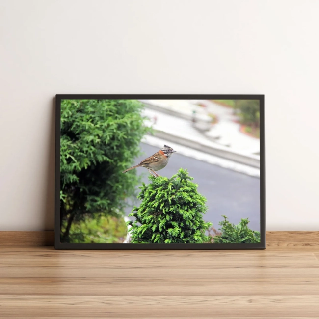 Quadro Pássaro Em Galho De Árvore 38