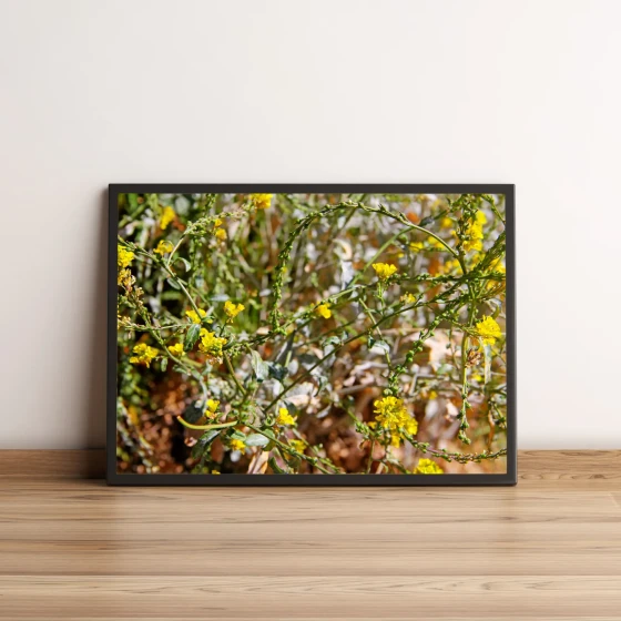 Quadro Decorativo Flores Amarelas no Campo Natural 1524