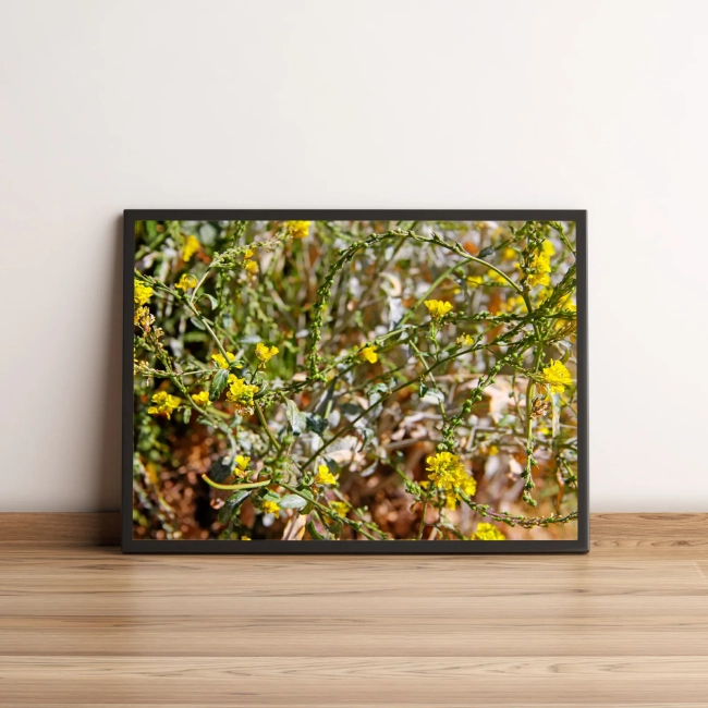 Quadro Decorativo Flores Amarelas no Campo Natural 1524