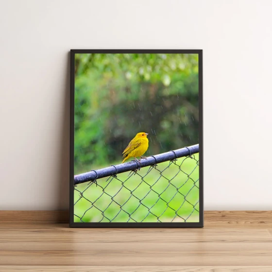 Quadro Pássaro Amarelo Em Cerca 45